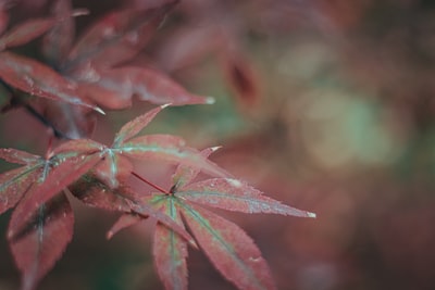 图聚科技